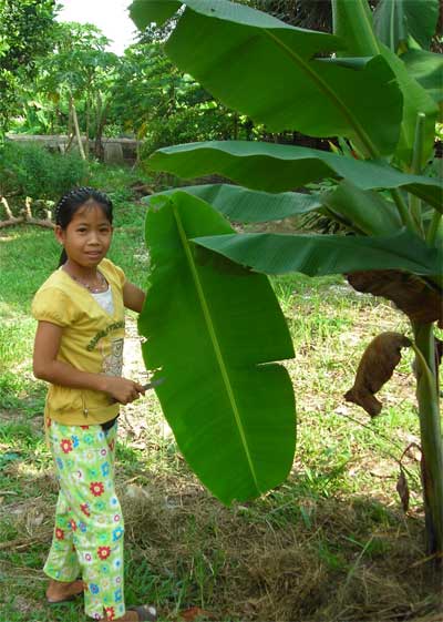 bananna tree in sihanoukville, cambodia