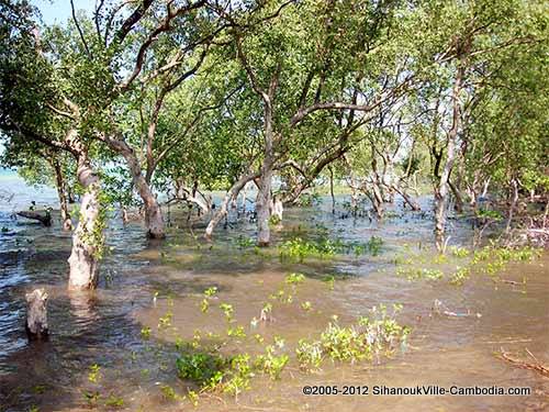 mangrove forest in steung hauv, cambodia