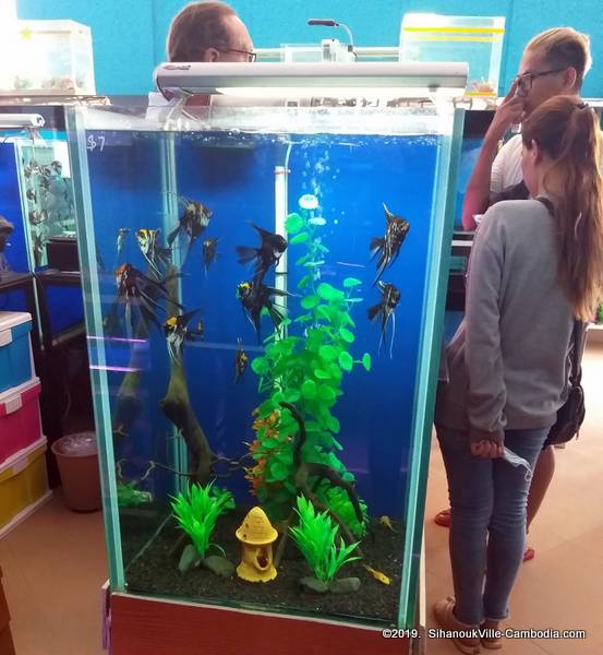 Aquarium Solutions Cambodia In Sihanoukville Cambodia Fish Store